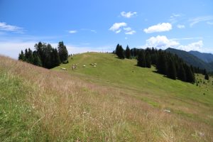 Živina na planini Vošca
